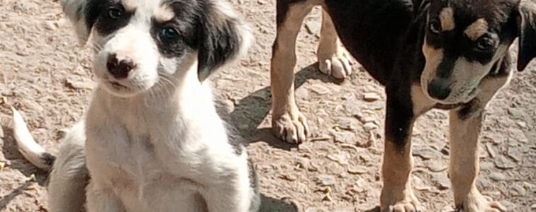 The UNSUNG DEATH of Street Pups